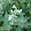 Nepeta x faassenii 