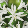 Nerine bowdenii 