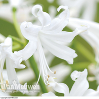 Nerine bowdenii 