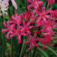 Nerine bowdenii 