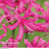 Nerine bowdenii 