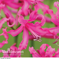 Nerine bowdenii 
