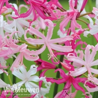 Nerine bowdenii 