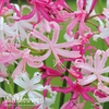 Nerine bowdenii 