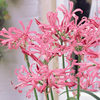 Nerine bowdenii 