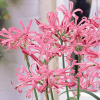 Nerine bowdenii 