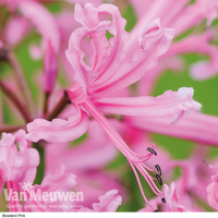 Nerine bowdenii 