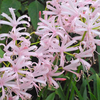 Nerine bowdenii 