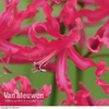 Nerine 