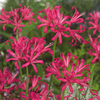 Nerine 