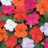 New Guinea Busy Lizzie SunPatiens Mixed - 10 plug plants