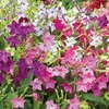 Nicotiana 