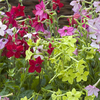 Nicotiana 