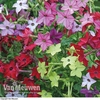 Nicotiana 