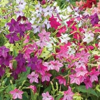 Nicotiana 