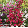 Nicotiana 