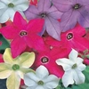 Nicotiana Mixed - 48 plug plants