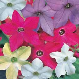 Nicotiana Mixed - 48 plug plants