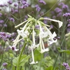 Nicotiana suaveolens (Seeds)