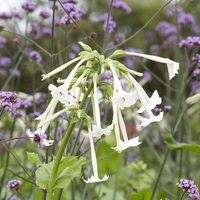 Nicotiana suaveolens (Seeds)