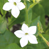 Nicotiana x sanderae 