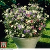 Nigella damascena 