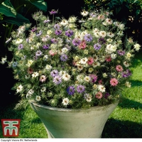 Nigella damascena 