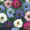 Nigella damascena 
