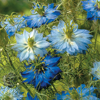 Nigella 