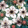 Nigella papillosa 