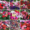 Nurseryman