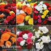 Nurseryman