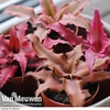 Nurseryman