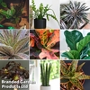 Nurseryman
