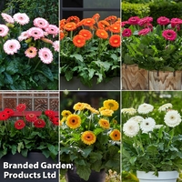 Nurseryman