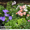 Nurserymans Choice Seasonal Alpine and Rockery Collection