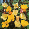Oenothera 