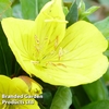 Oenothera fruticosa 