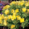 Oenothera 