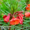 Oenothera 