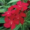 Oleander Red - 1 plant in 14cm pot