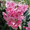 Oleander 