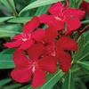 Oleander 