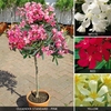 Oleander Standards