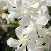 Oleander 