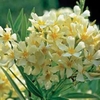 Oleander 