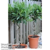 Olive Tree with Spiral Stem