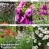 Ombre Summer Perennial Collection