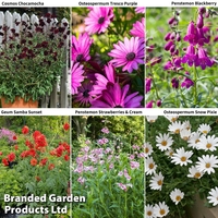 Ombre Summer Perennial Collection