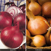 Onion 